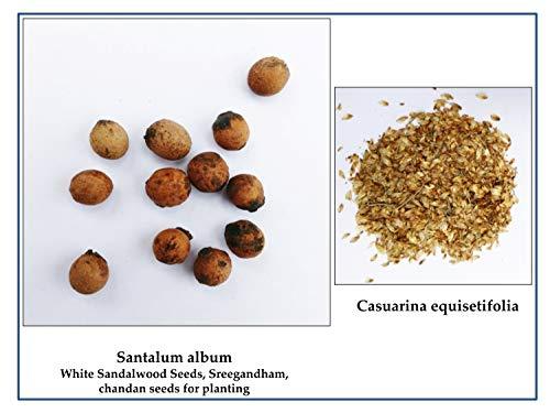 Santalum album , Casuarina equisetifolia 