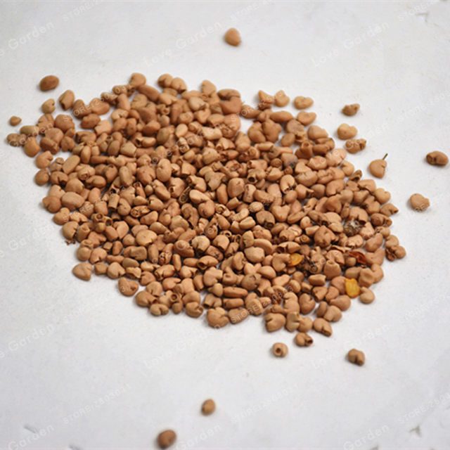 Guava Seeds