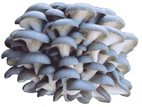 Pleurotus Columbinus