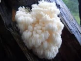 Lions Mane Mushroom Spawn Seed. White, globe-shaped fungi that have long, shaggy spines.