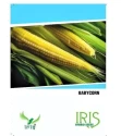 Iris Hybrid Vegetable Seeds Baby Corn, Excellent Germination And For All Seasons (15 Seeds)