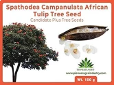 Spathodea Campanulata African Tulip Tree Seed, Great Germination Quality   