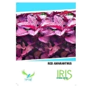 Iris Hybrid Vegetable Seeds Amaranthus Red, Lal Chaulai Seeds, Best For Kitchen Garden. (50 Seeds)