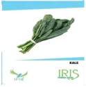 Iris Hybrid Vegetable Seeds Kale, Winter Season, Grown On Balcony or Terrace