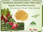 Pioneer Red Agathi Tree Seed, Agathi Keerai Red Flowers (Sesbania Grandifora) 