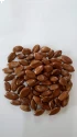 Mimusops Elengi (Mahizham) Tree Seed enhance the beauty of garden, landscapes, commercial crops