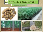 SRI SAI FORESTRY - Melia Dubia Seeds, Malabar Neem Seeds, Fast Growing Tree