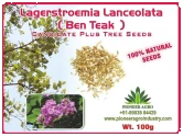 Largerstroemia Lanceolata (Ben Teak) Tree Seeds. A species of tree in the family Lythraceae.                                