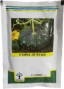 Kalash Pumpkin KSP 1570 Mask Hybrid Seeds, Attractive Shiny Fruits, Flat Round Shape