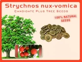 Strychnos Nux Vomica Seeds beauty of garden, landscapes, commercial crops, etc.