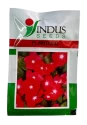 Indus Seeds Vinca Flamingo Flower Seed, Well Suited For Pots And Beds, Cherry Red Color Flower