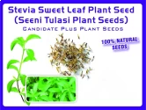 Stevia Seed Sweet Leaf Plant Seed, Seeni Tulasi Plant Seed, Tulsi Seed, Naturally Grown