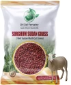 Sri Sai Forestry Sorghum Sudan Grass Fodder Seeds For Goat And Cow, Red Sudan Multi Cut Grass Seeds