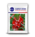 Sarpan Balsam-4, Dark Red And White Spray Type, Good for Bedding and Potting