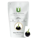 Urja Brinjal Black Beauty, Brinjal Seeds, Early Maturity Variety And Smooth Tender Fruits