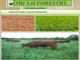 SRI SAI FORESTRY -  Alfa Alfa Grass Seeds - Lucerne (Fodder, Soil Erosion Control)