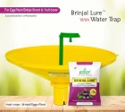 Water Pheromone Trap with Brinjal Lure (Leucinodes Orbonalis) For Brinjal Fruit and Shoot Borer Insect.