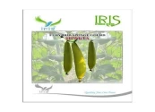 Iris Hybrid Vegetable Seeds F1 Hybrid Shweta Sponge Gourd, High Yielding Quality