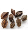 RK Seeds Sacred Terminalia Arjuna seeds , Arjun Tree seeds , Marudha Maram, Neer Maruthu tree seeds- Temple tree seeds,Arjun tree seeds for planting 