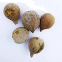  RK Seeds Terminalia Seeds - Bahera -Terminalia bellirica - Baheda, Belliric Myrobalan, Bastard myrobalan, Beach almond, Bedda nut tree 