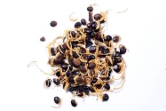 Pioneer Agro Industry Acacia Auriculiformis Tree Seed, Very Good Germination