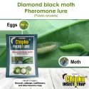 Chipku- Pheromone Water Trap with Lure Plutella Xylostella to Catch Insect Diamond Black Moth (DBM) of Cabbage, Brocolli, Cauliflower Plants.