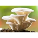 Shriyap White Oyster Mushroom Spawn,  Seed White Color With Silky Surfaces.