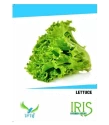 Iris Hybrid Vegetable Seeds Lettuce Best In Germination For Winter Season (260 Nos)