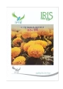 Iris Hybrid Flower Seeds F1 Hybrid Marigold Yellow IHS-108 Seeds. Large Bush.