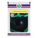 Sungro Navkiran F1 Hybrid Brinjal Seeds (2000 Seeds) Round and Bright Purple Color Fruit