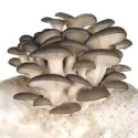 Shriyap Grey Oyster mushroom Seeds , Ready to Fruit Mushroom Block, Unique And Useful.