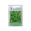 Namdhari Surbhi Coriander Vegetable Seeds, Dhaniya Beej, Suitable for Multiple Cuts, Late-Bolting Variety and Can Be Grown Round the Year