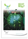 Iris Hybrid Vegetable Seeds F1 Hybrid IHS - 205 Pumpkin, Kaddoo Ke Beej, Kohanda Ke Beej,