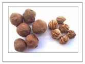 RK Seeds Teak Wood Seeds , Tectona grandis seeds , Teak Seeds for Plantation seeds, Teak Tree Seeds , Sagwan Seeds , Thekku seeds, Teak wood seeds