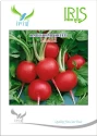 Iris Hybrid Vegetable Seeds, Imported Radish (Red) Laali, Scarlet Globe, Oblong Globe Shape