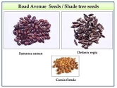 RK Seeds - Avenue seeds of Cassia fistula seeds, cassia seeds + Gulmohar Seeds, Delonix regia + Rain tree seeds, Samanea saman seeds, Albizia Saman 