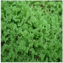 Azolla Plant Seed (Azolla Plant is a Protein Rich Animal-Poultry-Fish Feed) 