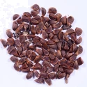 RK Seeds- Thespesia populnea, Pacific rosewood seeds - Shisham tree seeds (Thespesia populnea seeds),Pacific rosewood seeds