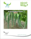 Iris F1 Hybrid Rico Snake Gourd Seeds, Short Fruit and High Yielding Variety