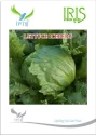 Iris Vegetable Seeds Imported Lettuce Iceberg Seeds, Fine Quality, For Balcony or Terrace Gardening