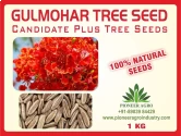 Gulmohar - Delonix Regia, Great For Indoor and Outdoor Terrace Gardening.  