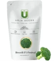 Urja F1 Hybrid Festival Broccoli Seeds, Early Green with Fine Beads, Best Variety