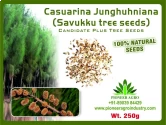 Casuarina Savukku Seeds                                                           