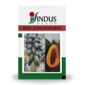 Indus Seed F1 Hybrid Red Sun Dwarf Papaya Seeds, Uniform Fruits, Tolerant To Ringspot Virus (10 Seeds)