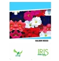 Iris Hybrid Flower Seeds Balsam Mix, Gul Mehandi Ke Phool, Annual Flower With Best Germination.