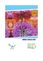 Iris Hybrid Flower Seeds Zinnia Dahlia Mix, Perfect For Outdoor, Color Full Flower