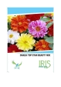 Iris Hybrid Flower Seeds Dahlia Mix, Best For Outdoor Gardening, Annuals Flower.