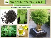 SRI SAI FORESTRY- Natural Tulsi Seed or Holy Basil Seeds, Indian Tulsi Plant Seeds, Flower Seeds