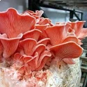 Shroomness Pink Oyster mushroom, Ready to Fruit Mushroom Block, Perfect Gift - Unique And Useful.