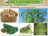 SRI SAI FORESTRY - Natural Drumstick Seeds, Moringa Tree Seeds, Miracle Tree Seeds, Horseradish Tree Seed